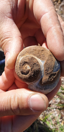 Fossil shell