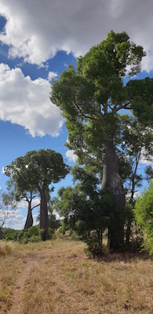 Bottle trees